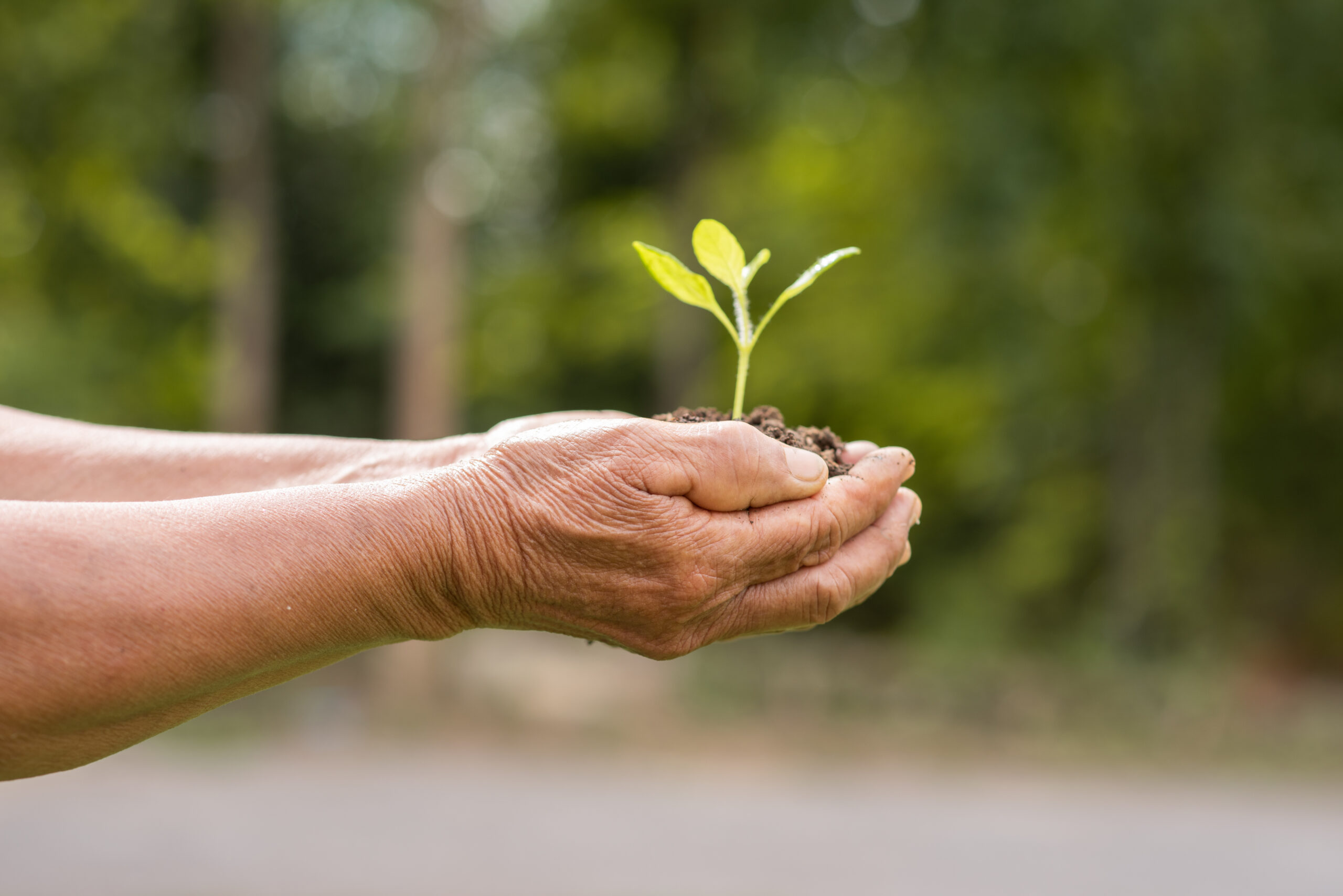 Un petit arbre planté dans de la terre, tenue à l'intérieur de deux mains d'une personne âgée avec un arrière-plan verdoyant flouté.